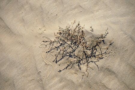 One small bush on the sand dune in desertの写真素材