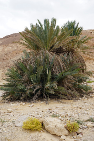Big palm tree in Negev desert in Israelの写真素材