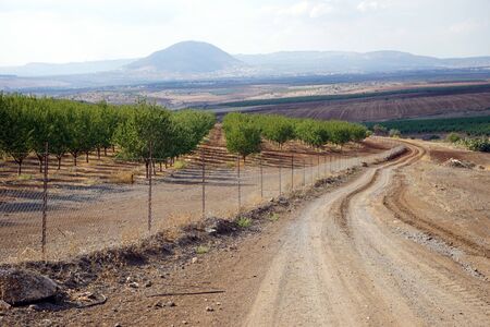 Orchard and track on the way to Tavor mount, Israelの写真素材