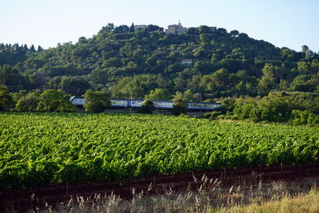 Train and vineyard in Franceの写真素材