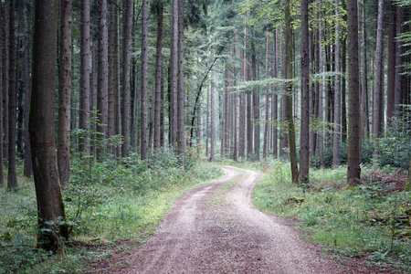 Dirt rosd in the forest in Swabia, Germany