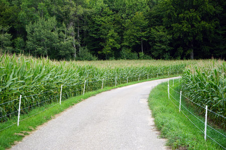Dirt road on the corn field and forest in Swabia, Germany
