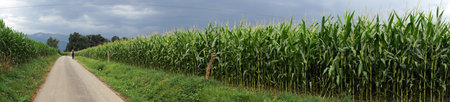 Backpacker on the road near field with green corn, France