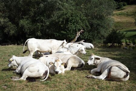 Group of white cows on the pasture near river, Switzerlandのeditorial素材