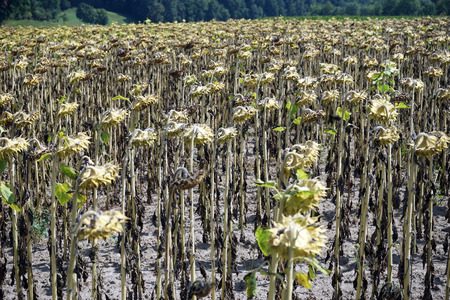 Dry sunflowers on the farm field in Switzerlandの写真素材