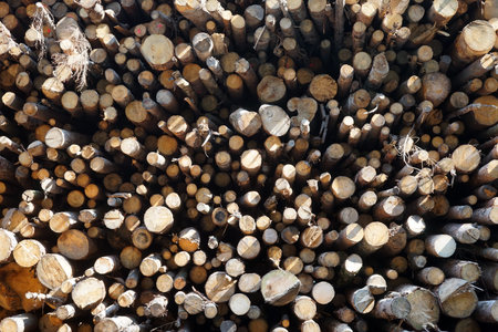 Heap of dry logs on the ground in timber yard