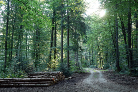 Track in the sunny forest in Swabia, Germany