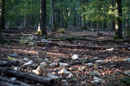 Logs and rocks in the forest in Swabia, Germany
