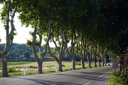 Rows near the asphalt road in Franceの写真素材