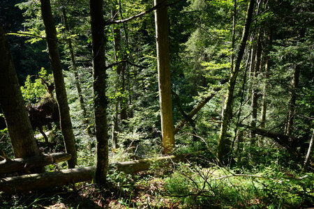 Fallen trees in the sunny forest in Switzerland
