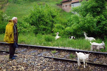 CERNOVICI, SERBIA - CIRCA MAY 2016 Old shepherd with goats on the railwayのeditorial素材