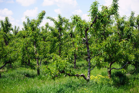 Peach trees in the green orchard near Smederevo in Serbia