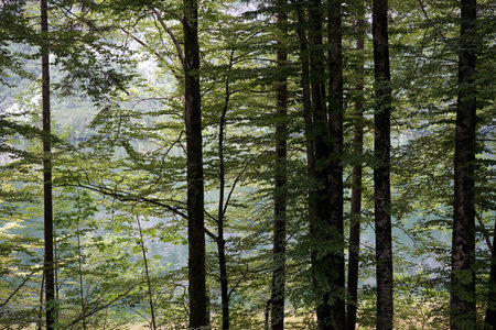 Trees and mountain range in Slovenian Alps