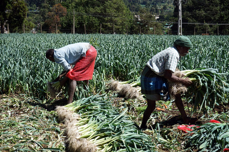 NUWARA ELIYA, SRI LANKA - CIRCA JANUARY 2017 People work on the onion fieldのeditorial素材