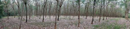 Plantation with Hévea trees in Laos
