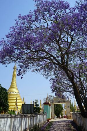 PINDAYA, MYANMAR - CIRCA APRIL 2017 Golden stupa and tree in Zaydigyi Pagodaのeditorial素材