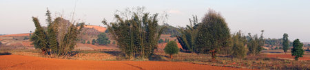 Bamboo in the orange fields in Myanmar