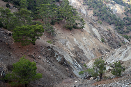 Trees in gorge in Troodos mountain in Cyprus