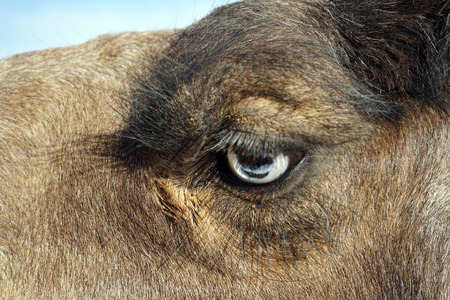 Head of camelの写真素材