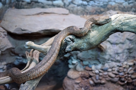 HERAKLION, GREECE - CIRCA MAY 2018 Snake in Natural History museumのeditorial素材