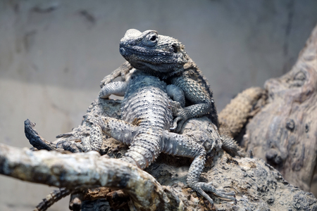 HERAKLION, GREECE - CIRCA MAY 2018 Two lizards in Natural History museumの写真素材