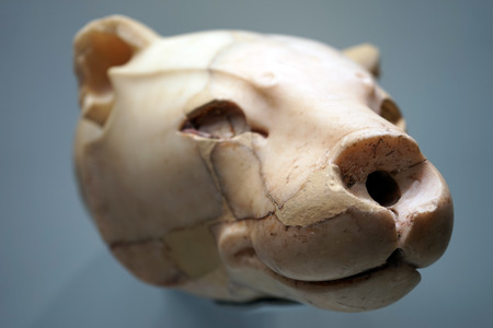 HERAKLION, GREECE - CIRCA MAY 2018 Marble Ryton from Knossos, 1600-1500 B.C., in Acrhaeological museumのeditorial素材