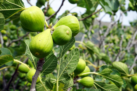 Green figs on the branch of tree