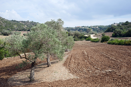 Olive trees and plowed land in North Cyprusの写真素材