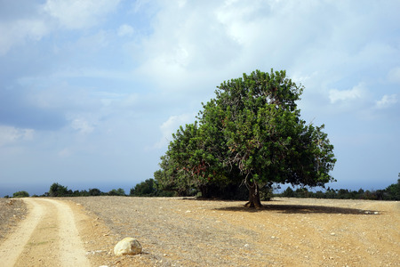 Lonely tree and track on the farmlandの写真素材
