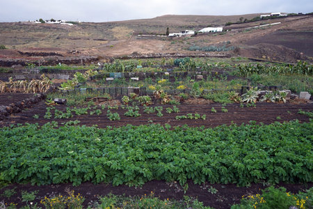 Garden on the black volcanic soil in Lancerote island, Spain