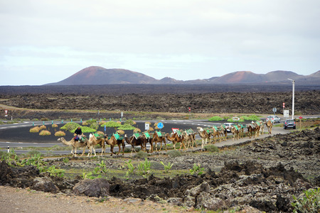 Camel caravan on the highway in Lancerote island, Spainの写真素材