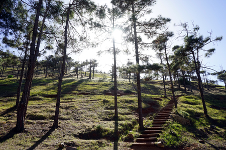 Sunlight in the forest and steps on the slopeの写真素材