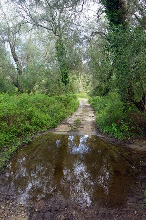 Pool on the dirt road in olive grove in Corfu, Greeceの写真素材