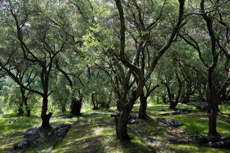 Olive grove in Corfu, Greeceの写真素材