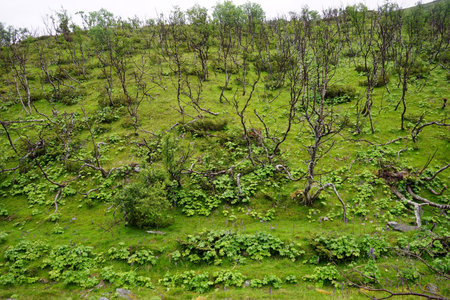 Trees on slope of hill in Norway