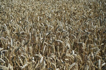 Wheat field in farm ibefore harvestの写真素材