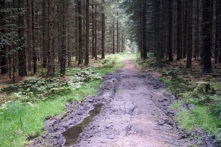 Pool on the wet dirt road in forest in Denmarkの写真素材