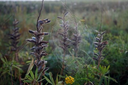 Spider's net on morning fieldの写真素材