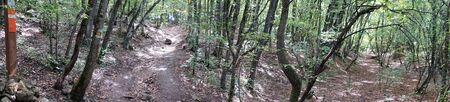 Footpath in the forest in Crimeaの写真素材