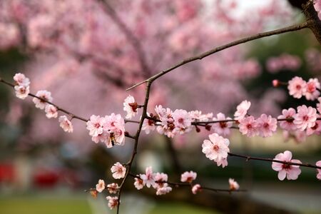 Plum blossomの写真素材