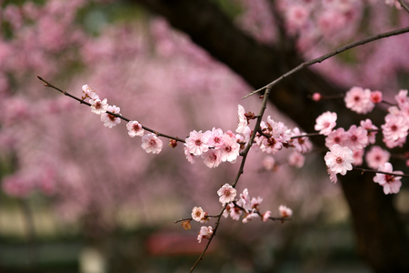 Red Plumの写真素材