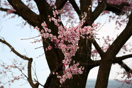 Red Plumの写真素材