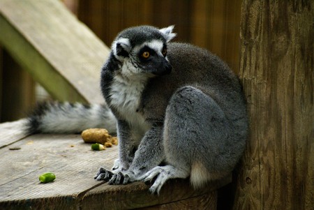 Ringtailed Lemur Perchedの写真素材