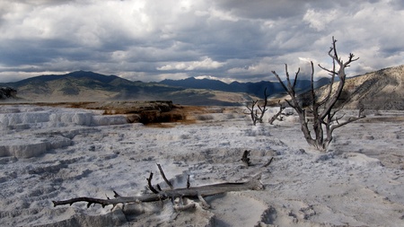 Trees in mammoth springsの写真素材