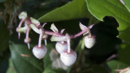 Little white lantern flower blooms macroの写真素材