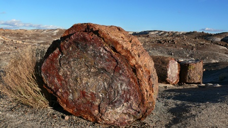 Petrified tree/ Landscape of the ancient petrified forest in Arizonaの写真素材