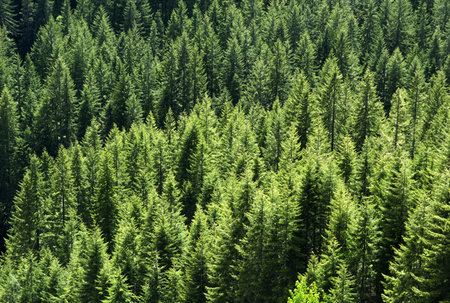 dense trees / dense forest of early spring furs with silver shines 
