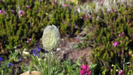 Wild flower blooms in Mount Rainier National Summer in summer.の写真素材