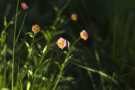 Wild flower meadow in Mount Rainier National Park in summer.の写真素材