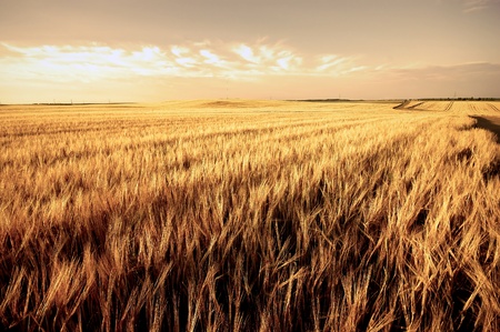 golden wheat mature autumn harvest fieldの写真素材